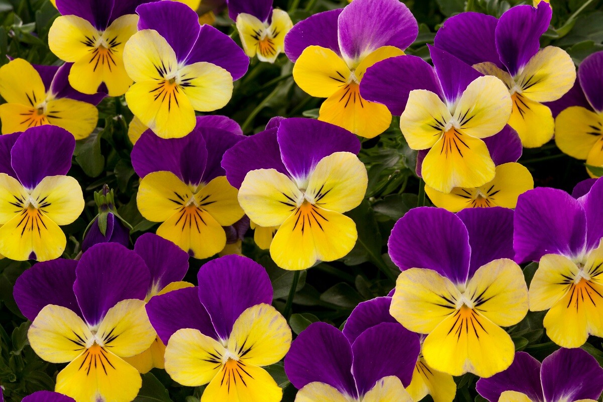 Viola Seeds 25 Viola Rebelina Purple Yellow Trailing Viola