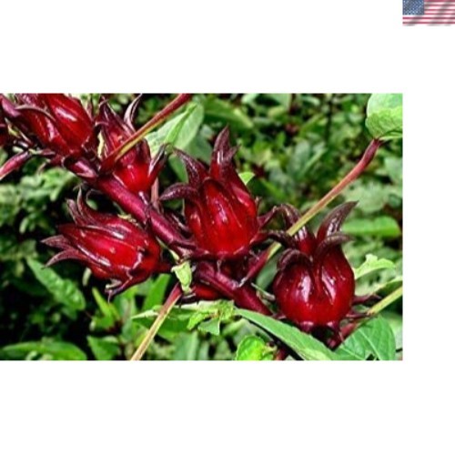 50 Jamaican Sorrel Seeds, Florida Cranberry, Indian Roselle,