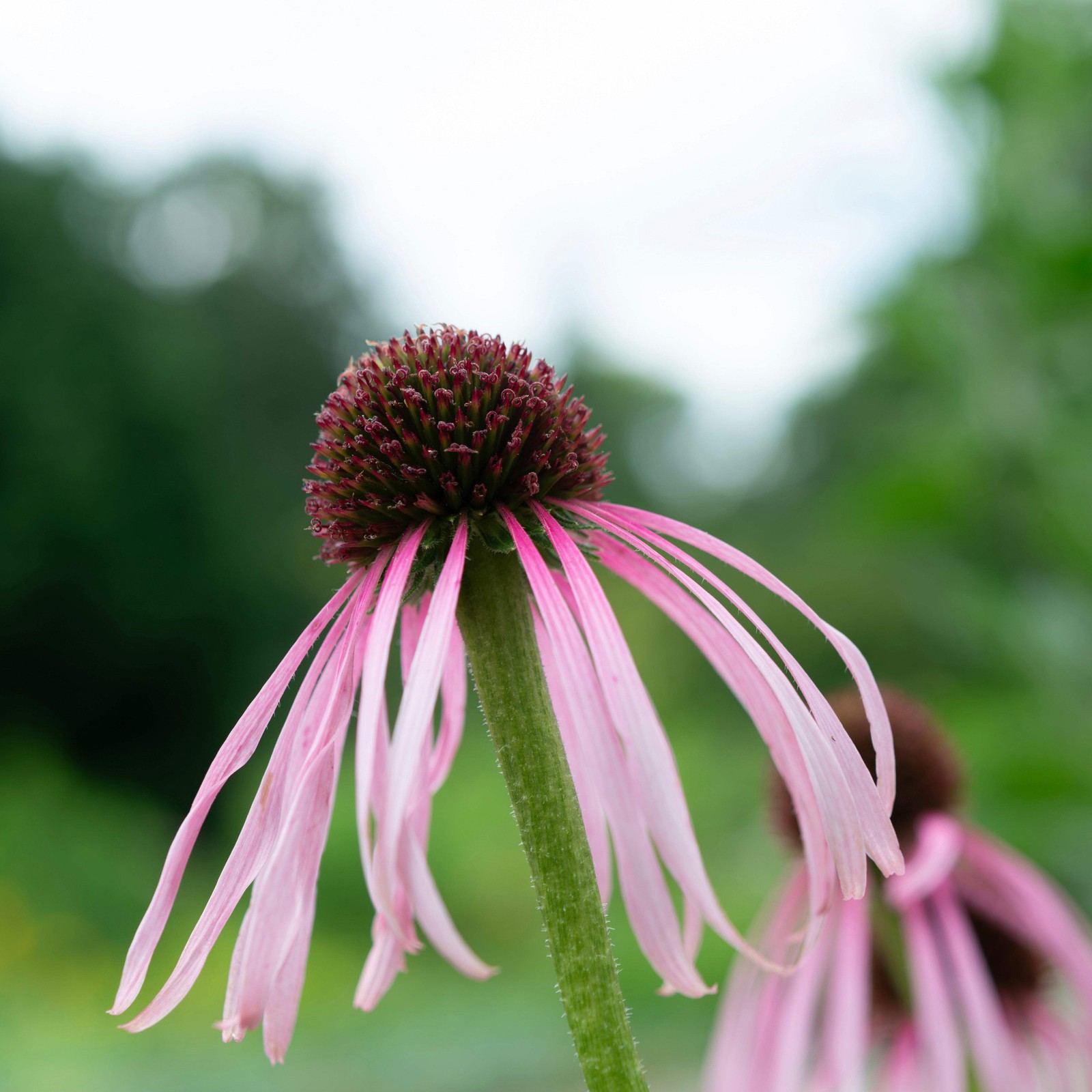 Echinacea pallida Seeds (Echinacea pallida) ~Native Wildflower Pollinator Garden