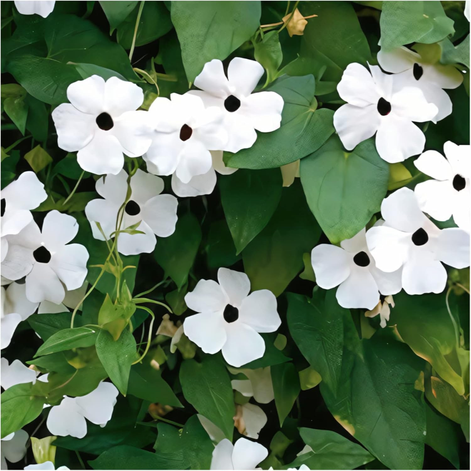 White Black-Eyed Susan Vine Thunbergia – Elegant Black and White Blooms on a …