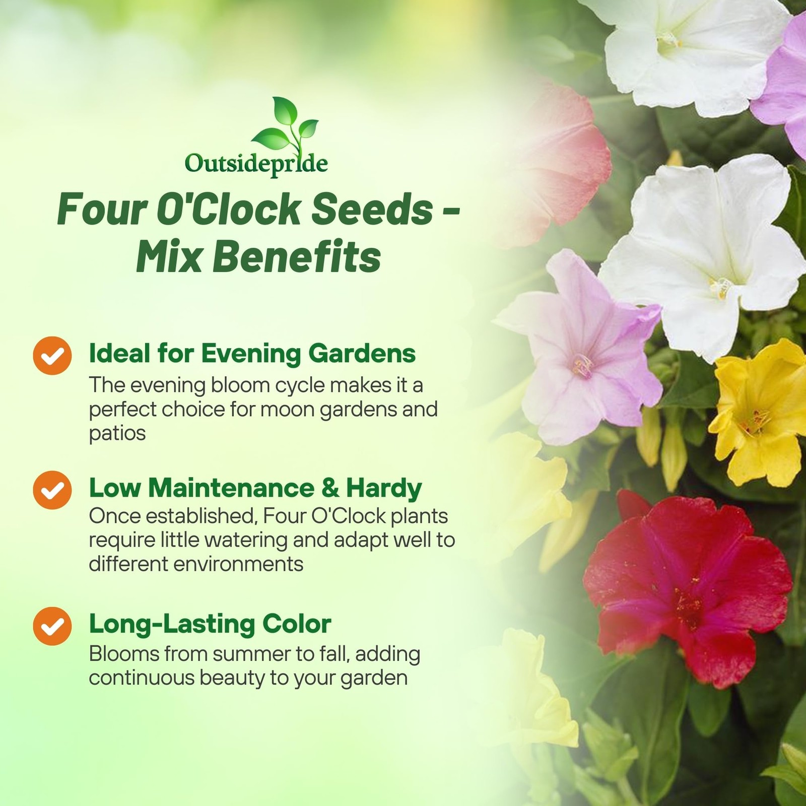 Mixed Four O’clock Flower Seeds Perennial, Fragrant Blooms for Gardens &