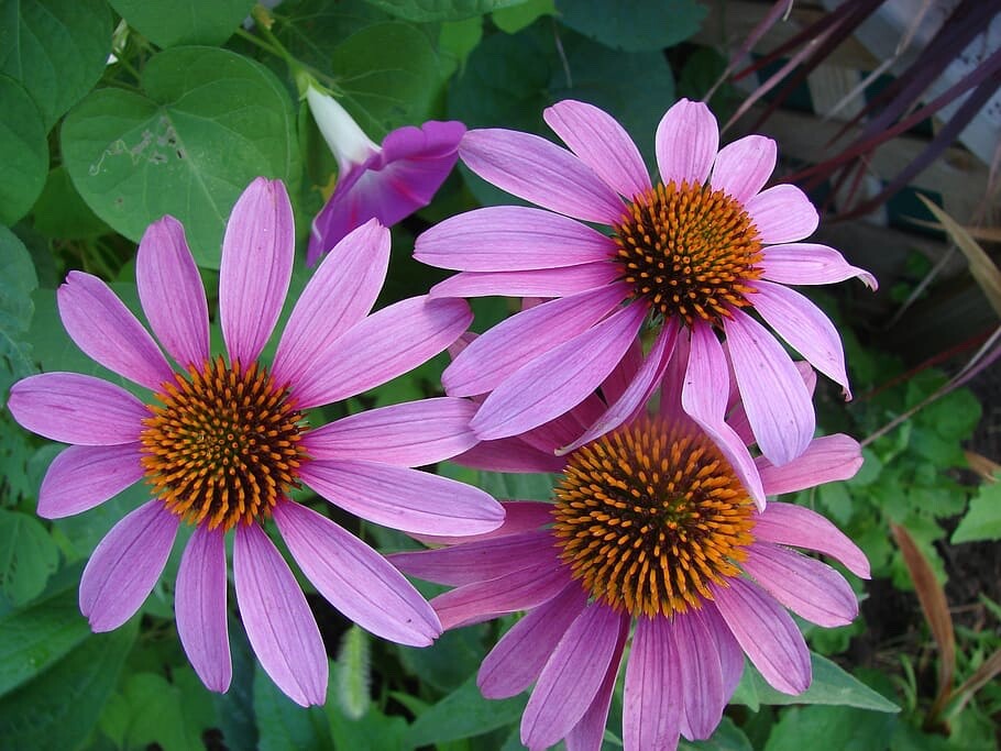 Purple Coneflower Echinacea Purpurpea Heirloom Seeds- Non GMO- 200 Seeds