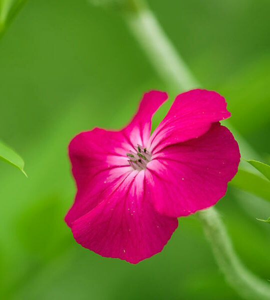Rose Campion (Lychnis Coronaria) Organic – 50 Flower Seeds