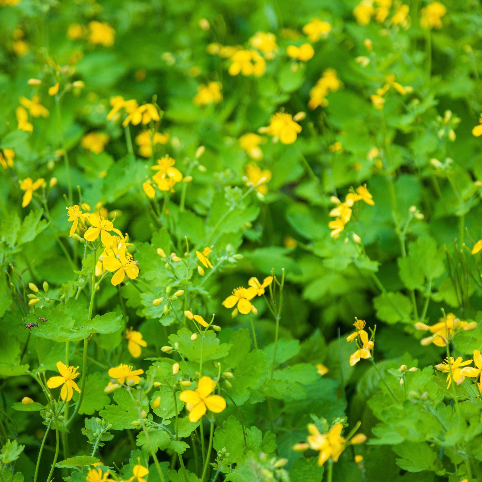 Celandine Seeds (Chelidonium majus) ~Traditional Herb Native Pollinator Garden