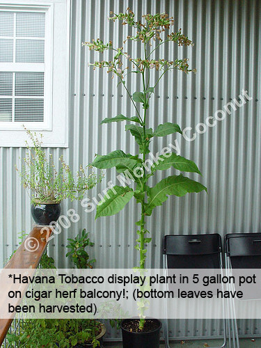 Heirloom Tobacco Seeds 500+ USA GROWN Seed Pack Best Germination Easy to Grow