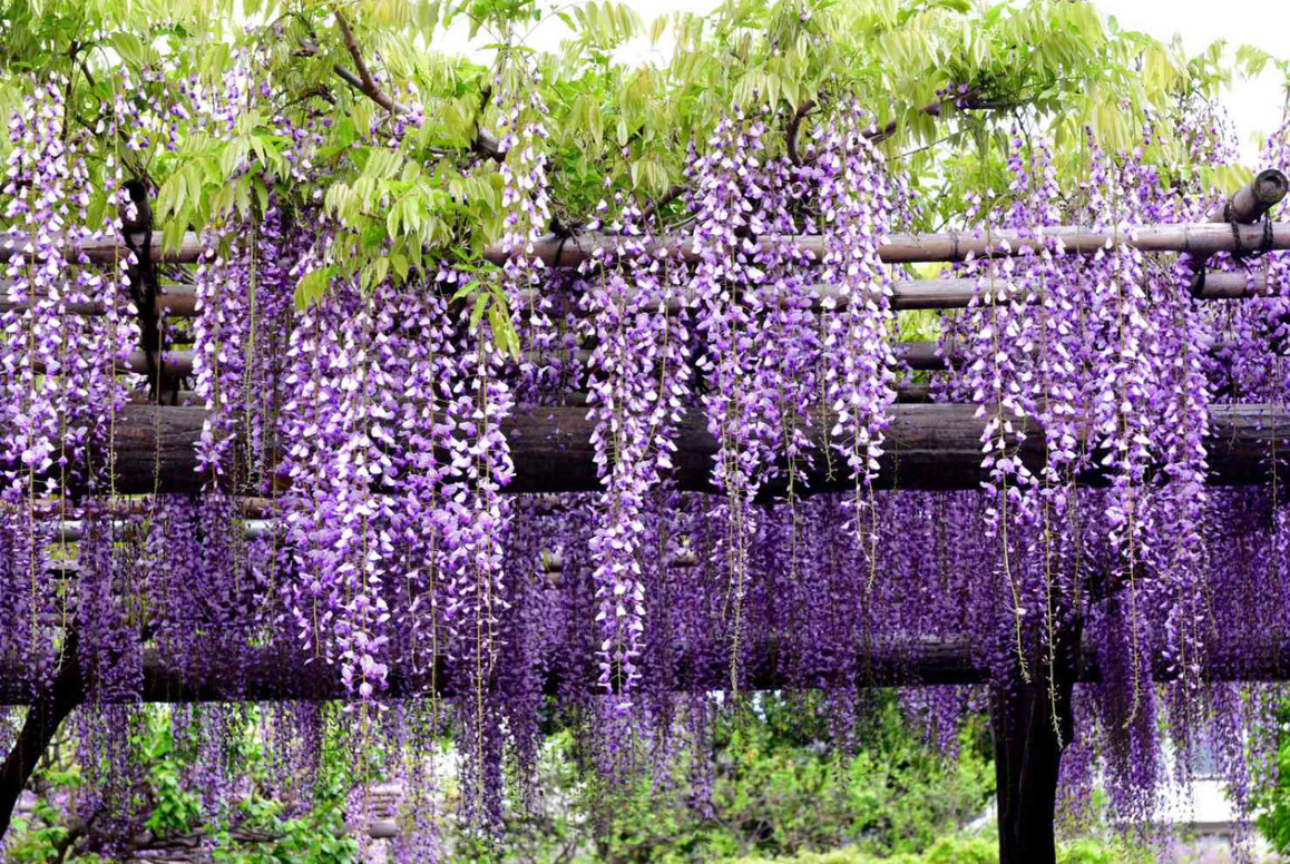 20 Purple Wisteria sinensis Tree Seeds Fast Climber Flower Vine Hardy Plant