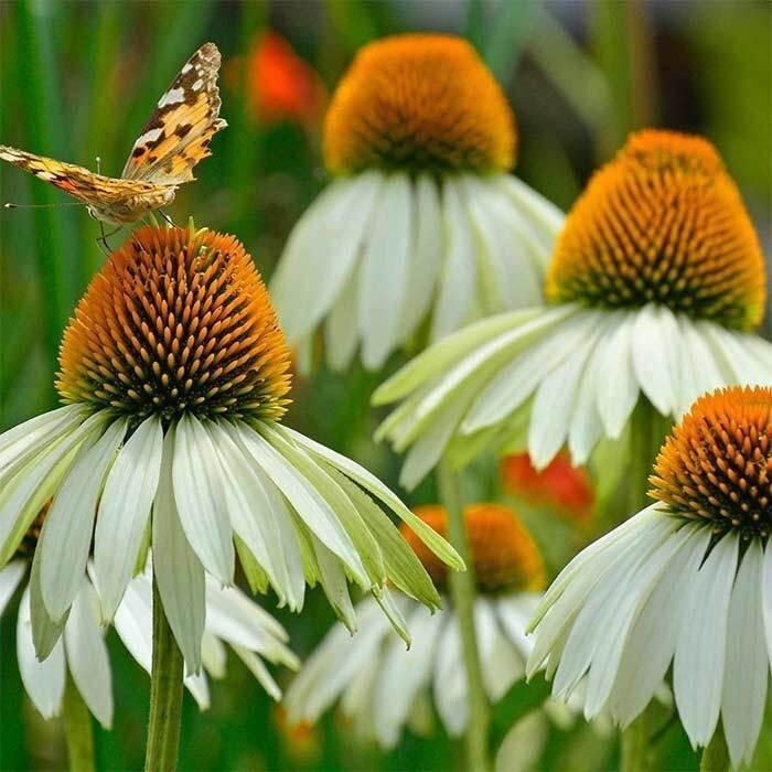 Echinacea Seeds – White Swan – 250.mg
