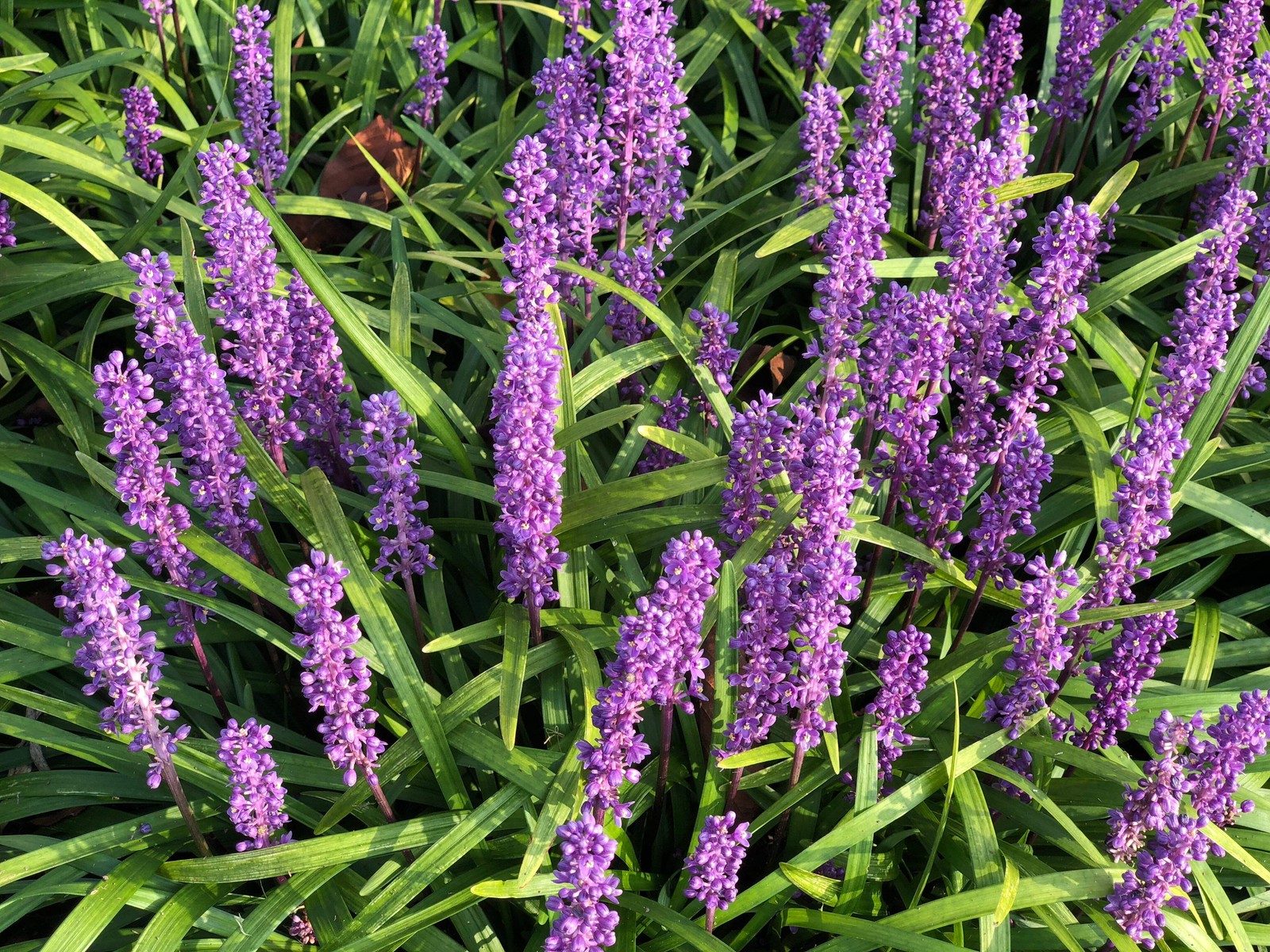 5 LILYTURF Liriope Muscari aka Big Blue Lily Turf / Monkey Grass Flower Seeds