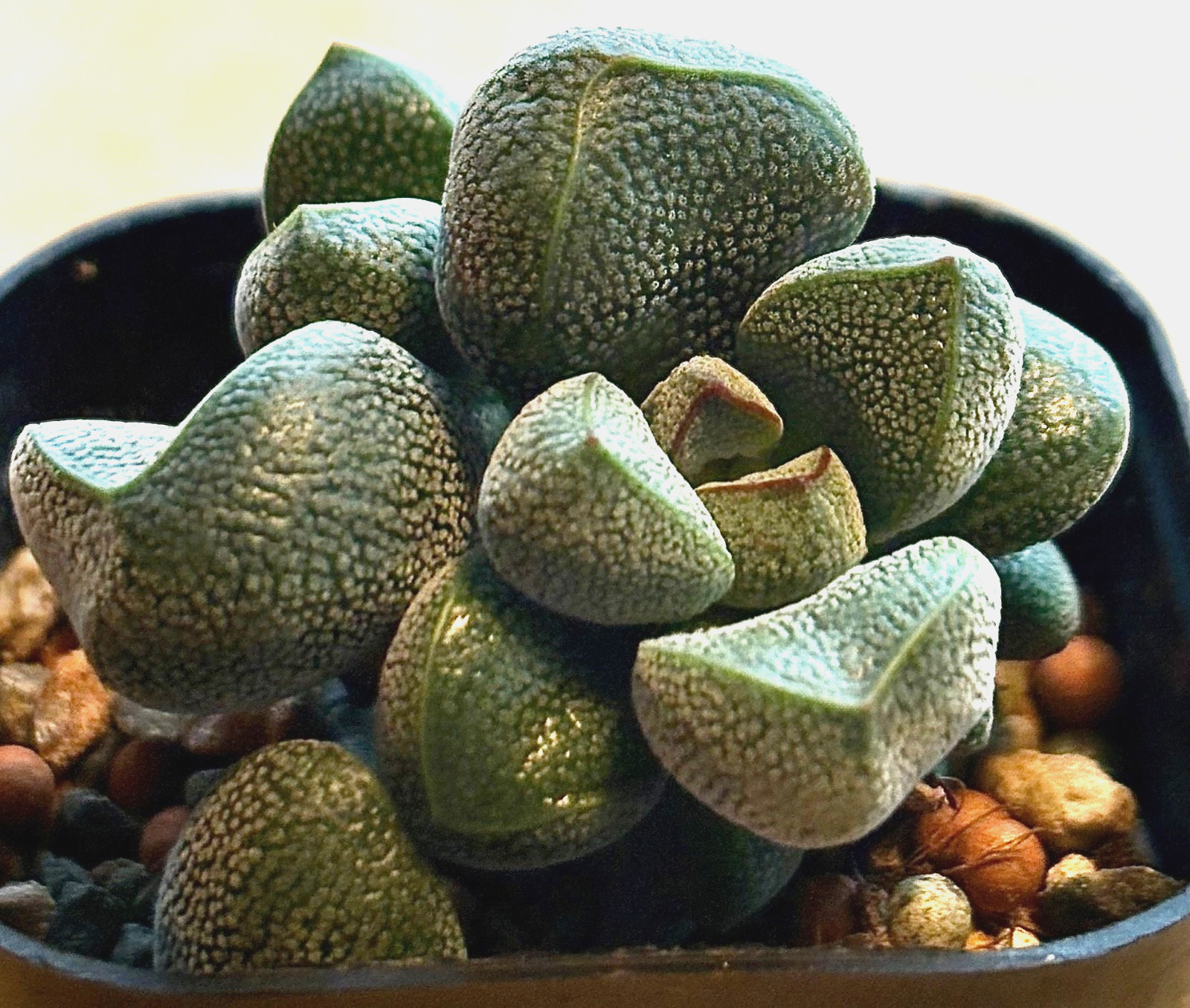 Crassula fragaroides succulent cactus