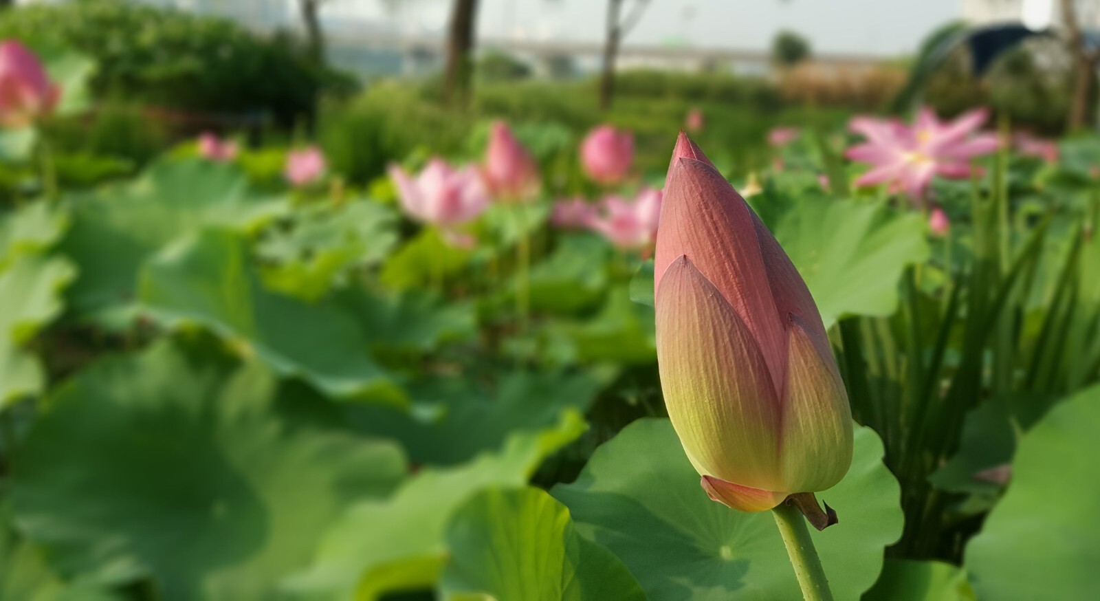 Heirloom Seeds -Wild Indian Lotus -5 Seeds -See Listing – Nelumbo