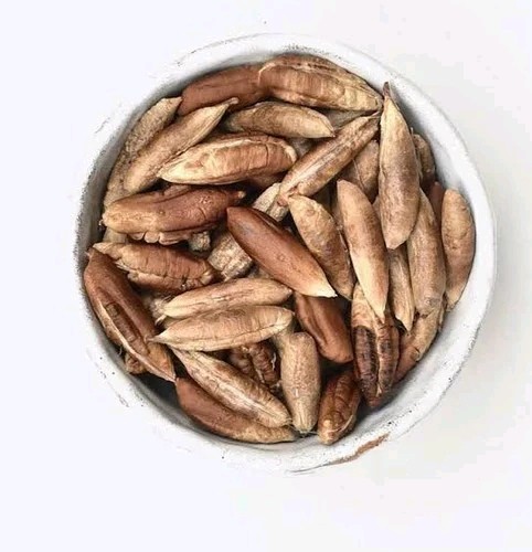MEDJOOL DATE PALM TREE SEEDS, Phoenix Dactylifera, Edible Fruit – 25 seeds