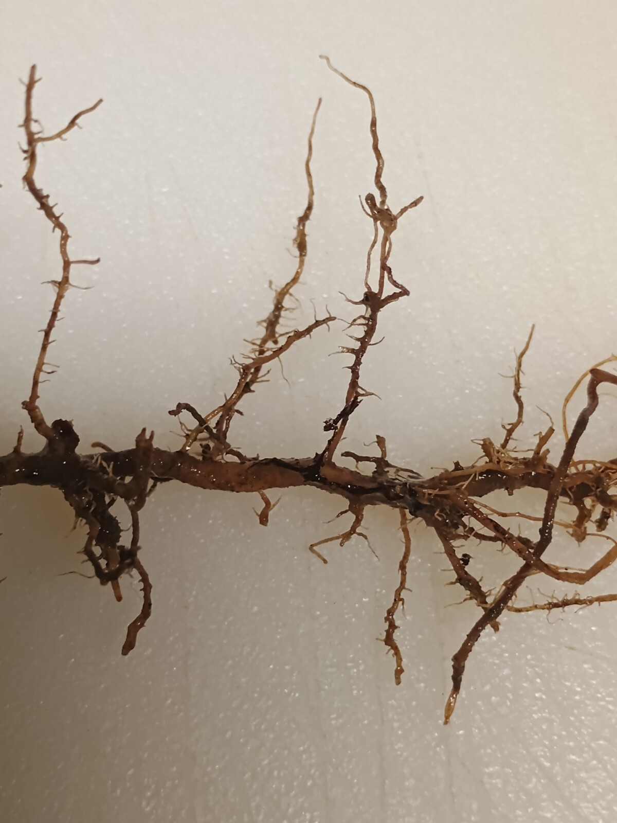 2 Bamboo Roots 3″ Live Starter Plant Now Organic All Season Fast Tiki Ez Grower