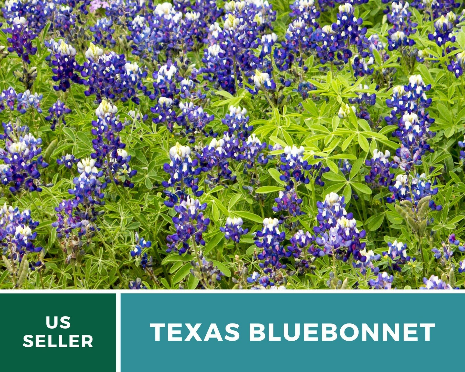 Lupine, Texas Bluebonnet – Heirloom Seeds – State Flower of Texas