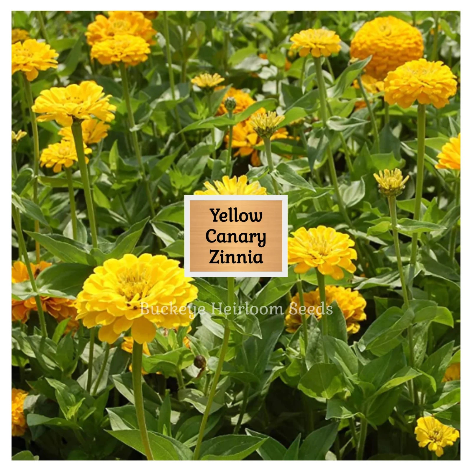 Zinnia | Canary Bird | 100 Seeds | Easy to Grow | Non GMO (Zinnia elegans)