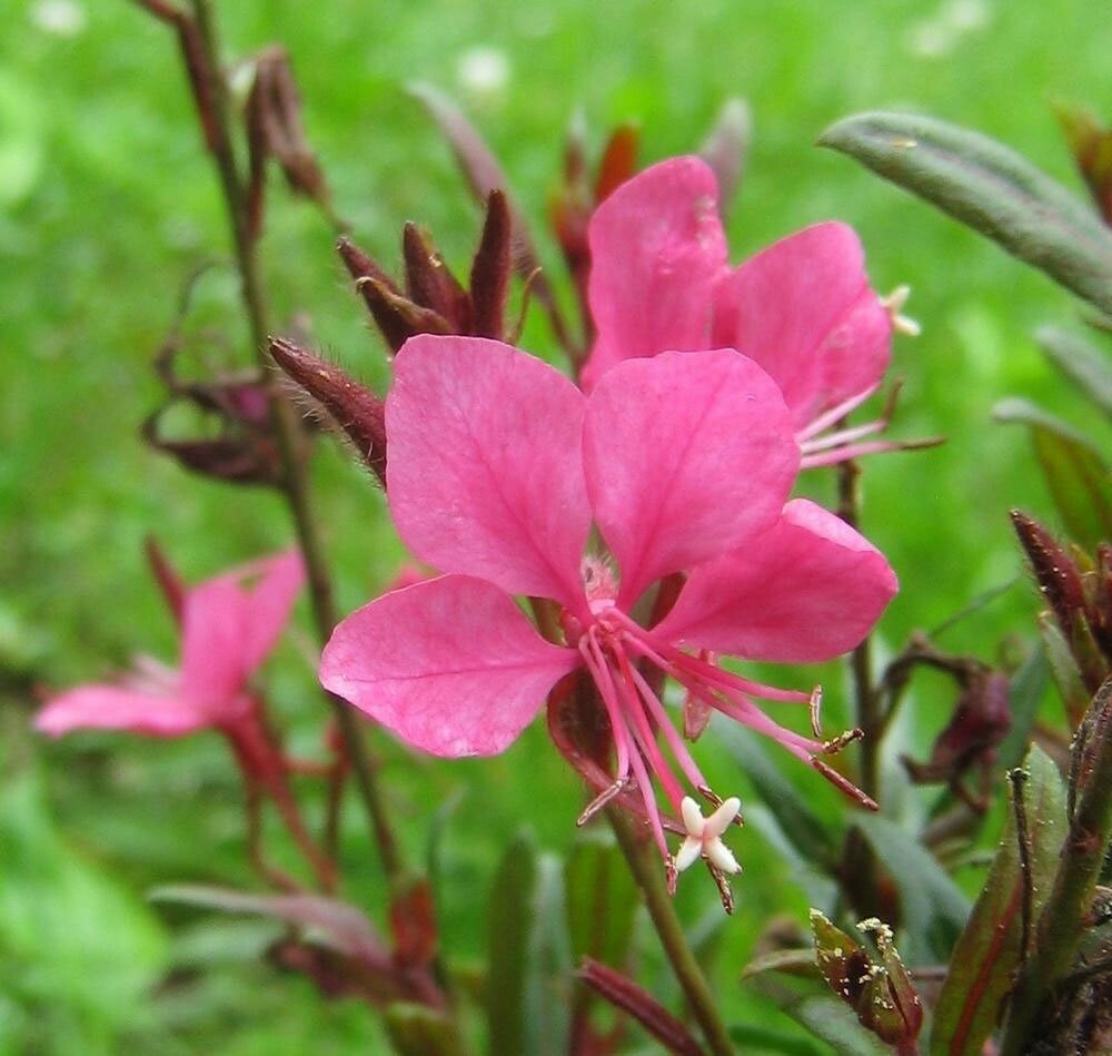 Oenothera lindheimeri | Indian Feather | Pink & White Gaura | 10_Seeds