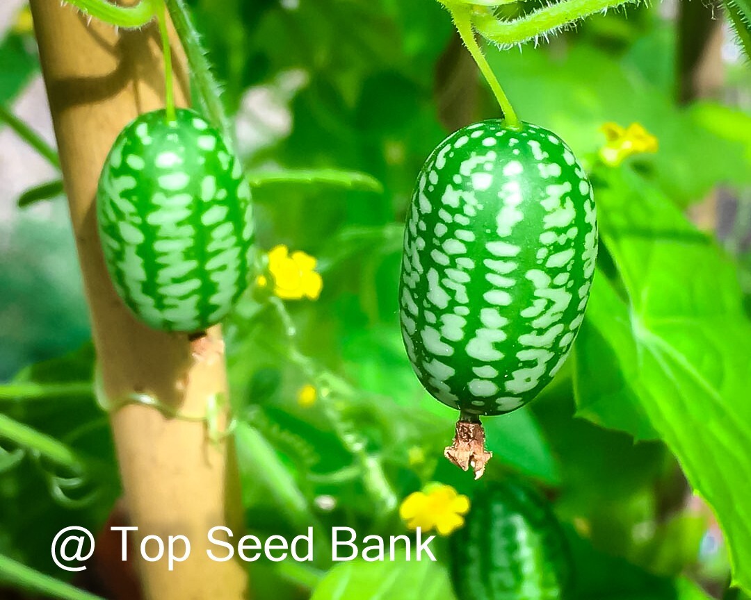 8+ Cucamelon seeds, Mexican miniature tiny watermelon, sour gherkin + Free GIFT