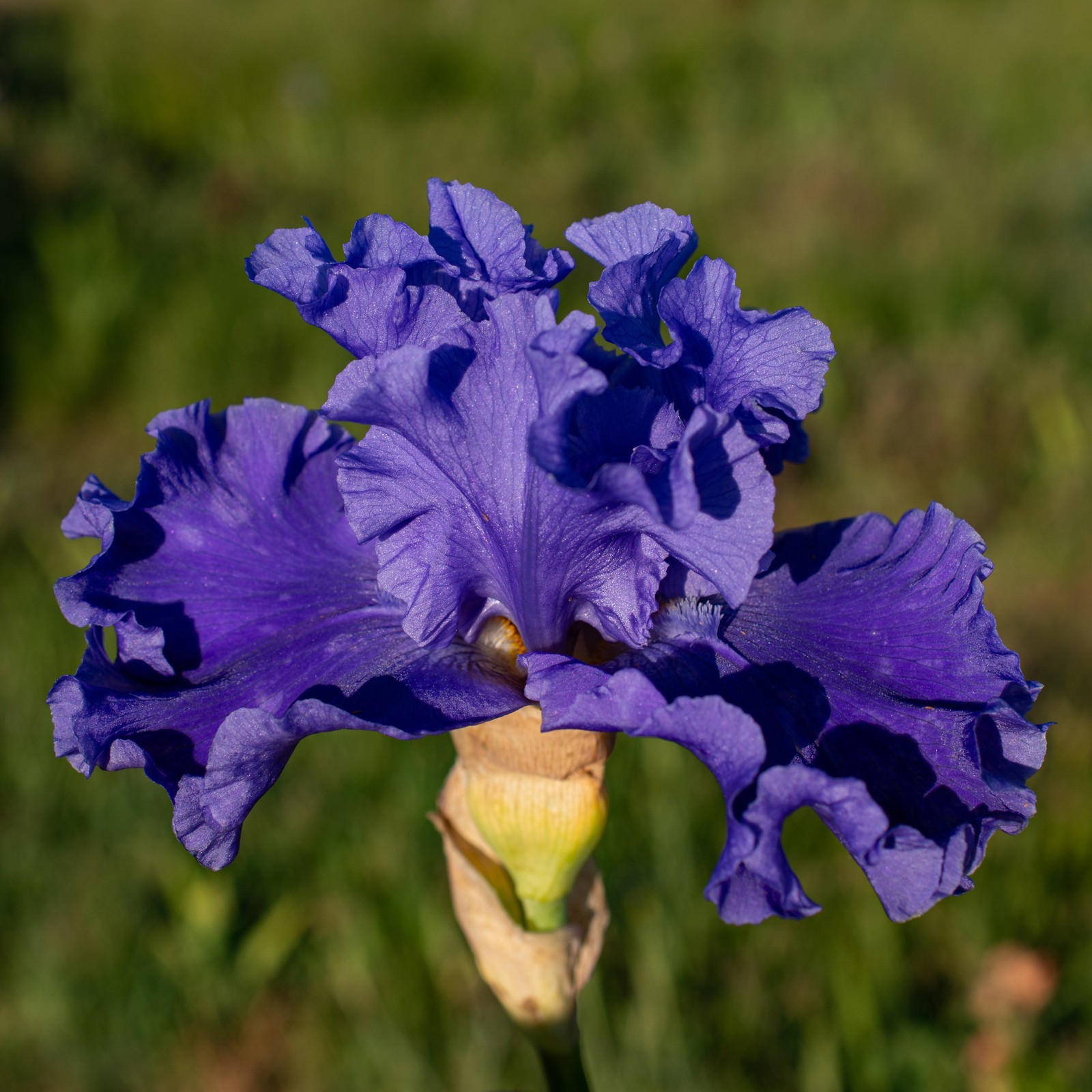 **SEA POWER* Tall Bearded Iris. Pre-Order, Fresh Dig, Combined Ship: Jul – Sep
