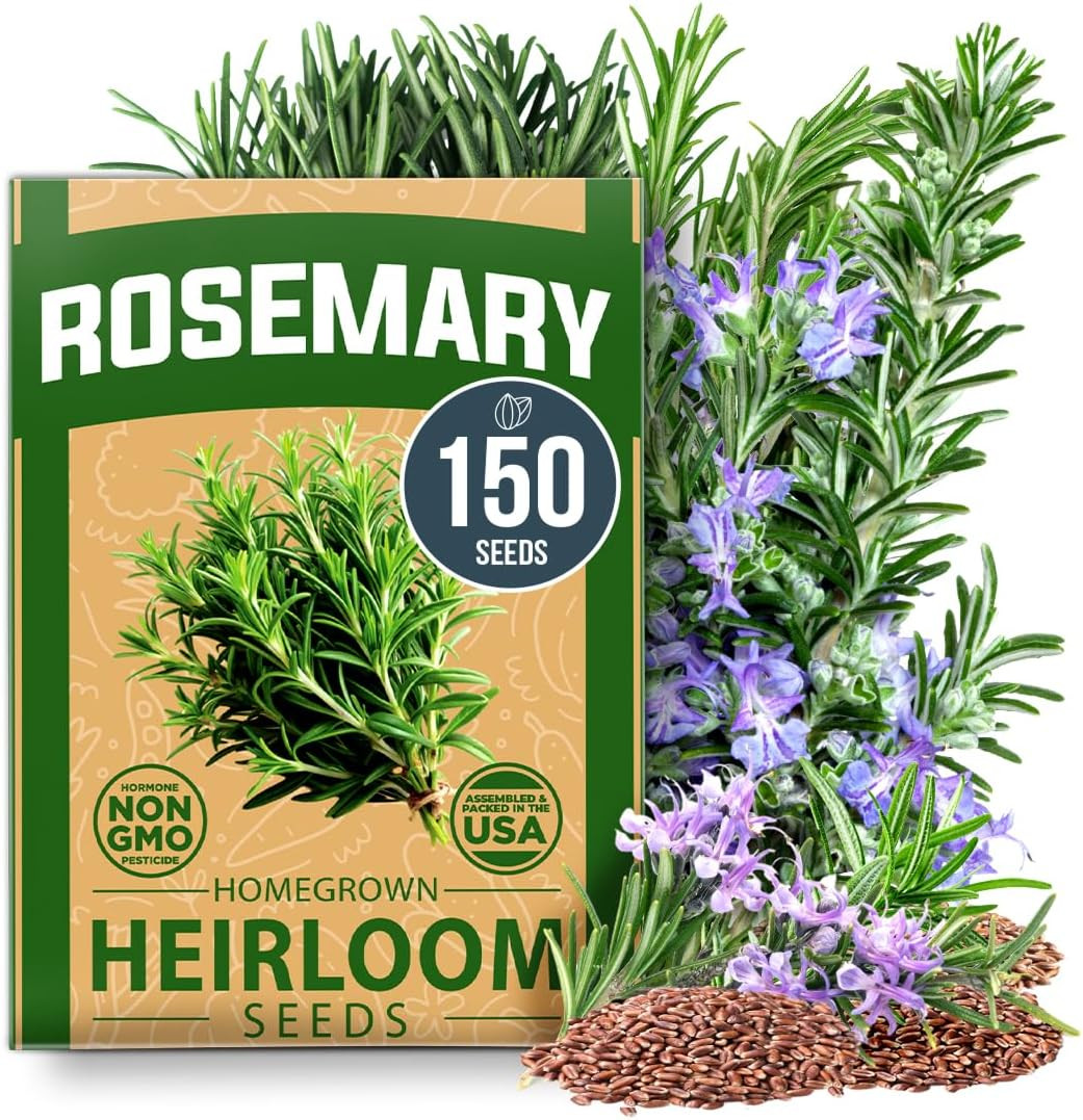 Non GMO Rosemary Seeds Pack – 150 High Germinating Heirloom Herb Seeds for Plant