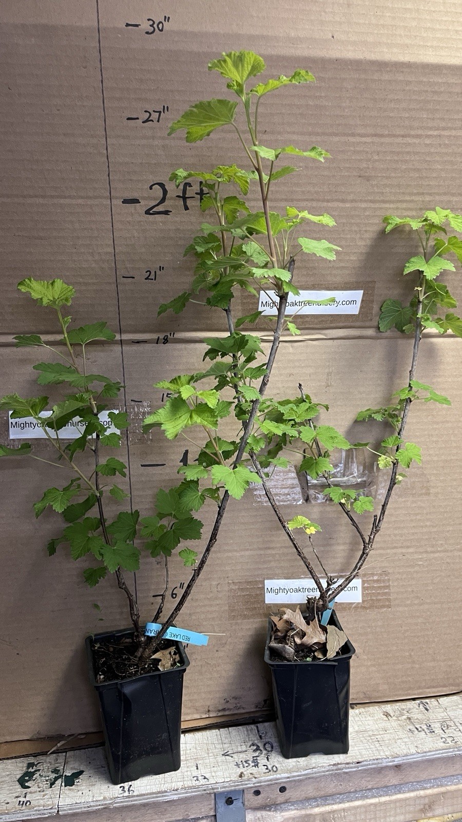 16-20″ tall 1 liter container Red Lake Currant Plant dormant well rooted plant