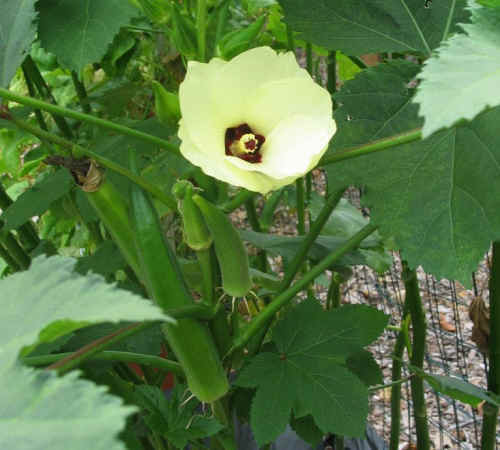 50+ Okra seeds Clemson Spineless Okra Super healthy vegetable USA