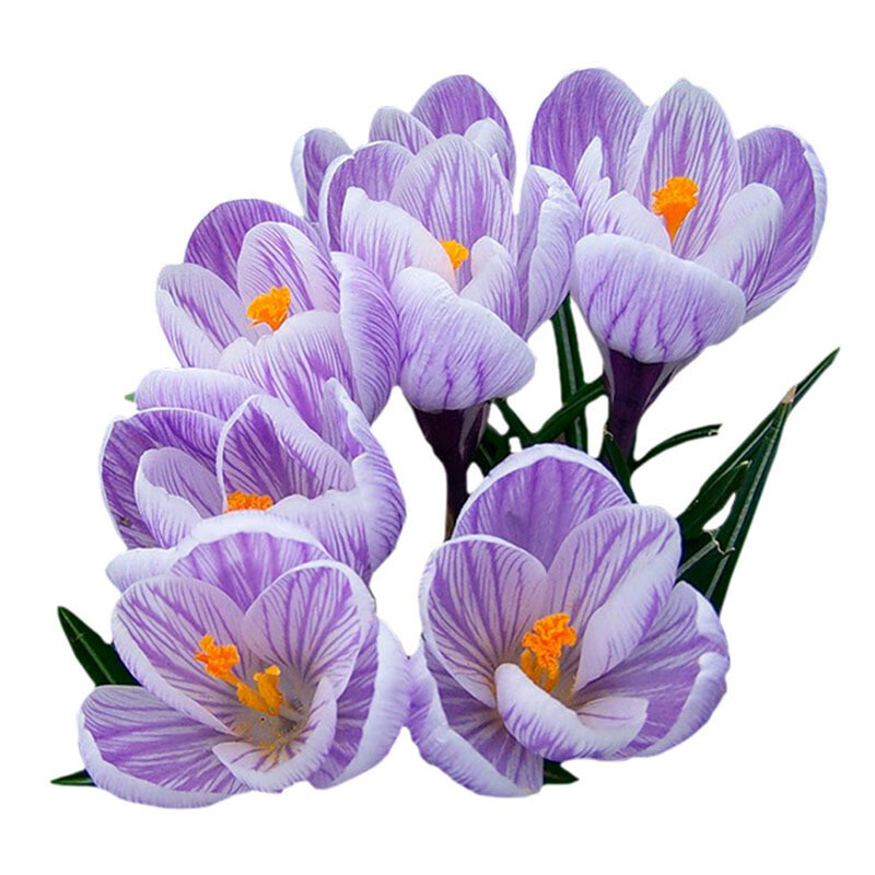 20 EXOTIC RARE CROCUS SEEDS for garden flower beds plant bush USA SELLER USPS