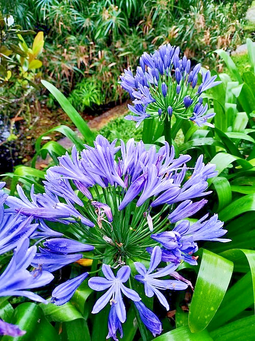 blue Lily of the Nile 100 seeds. Agapanthus. EZ to grow, hardy too zone 7. USA.