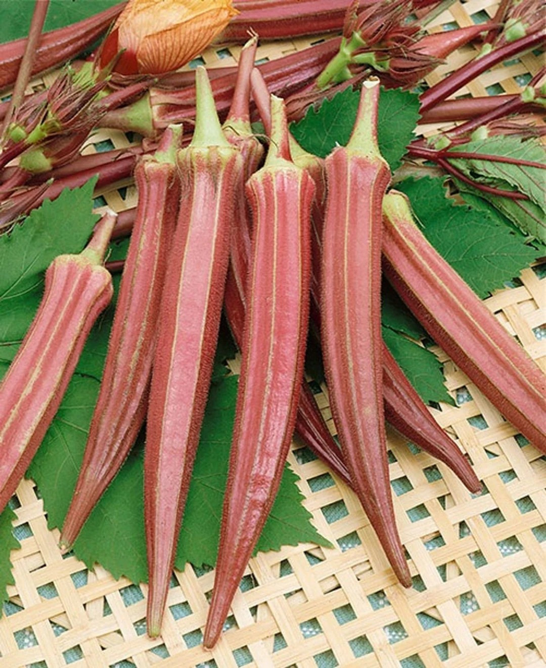 50+ Jing Orange Okra Seeds –—– Heirloom — Organic — FRESH —– RARE