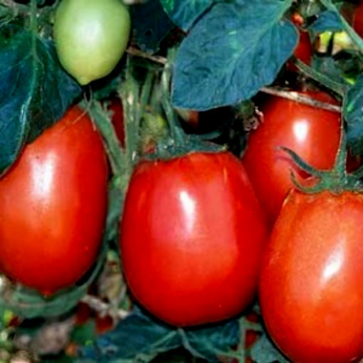 1/2 oz Tomato Seeds. Rio Grande, Non-Gmo Heirloom Tomato, Heat Tolerant, 5,000ct
