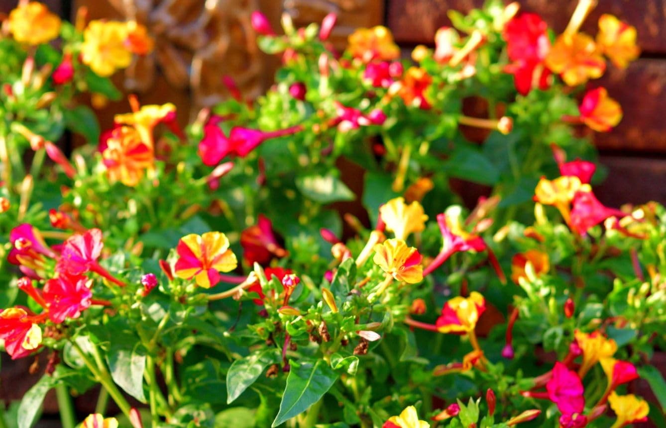 Mixed Four O Clock Seeds – Broken Colors 50 Pcs Mirabilis Jalapa