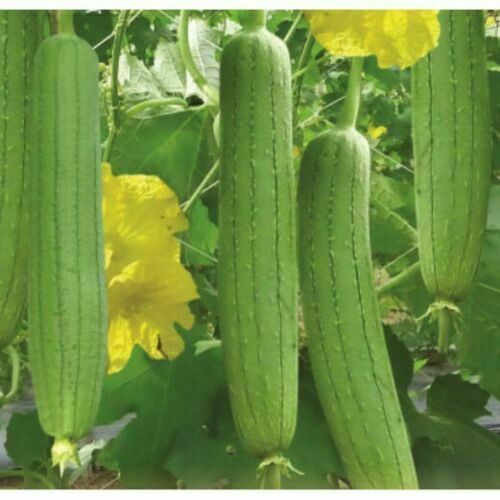 20 Asian Vegetable Edible Luffa Loofa loofah Seeds Smooth sponge gourd vine