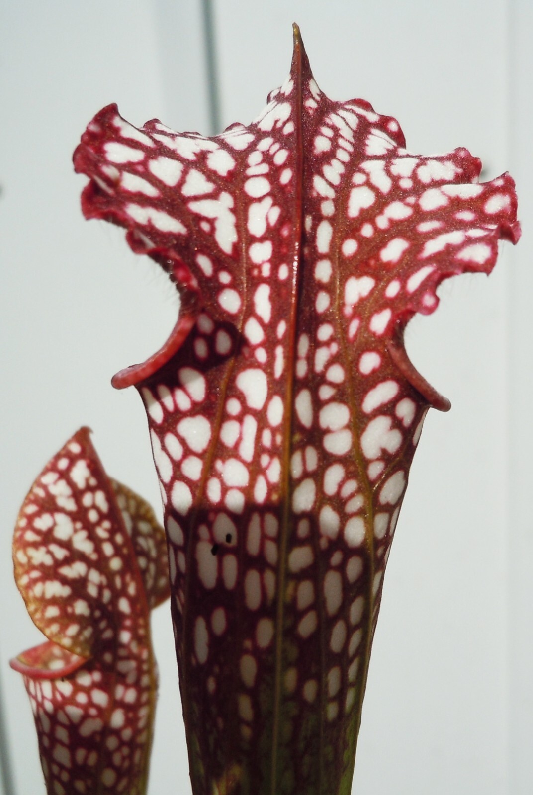 Live Carnivorous Plants – Sarracenia Leucophylla, HBG (small size)
