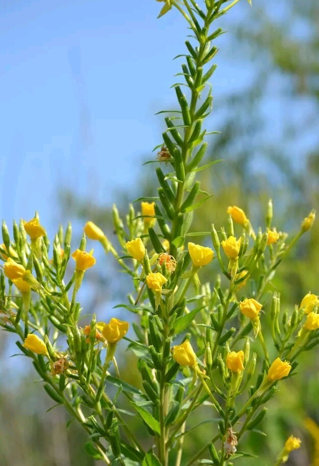Evening Primrose (Oenothera biensis) SEEDS