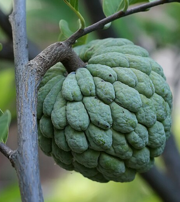 sugar apple seeds for sale