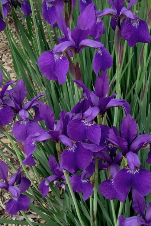 1 – CAESAR”S BROTHER SIBERIAN IRIS Rhizomes BareRoot * Violet Flowered Perennial