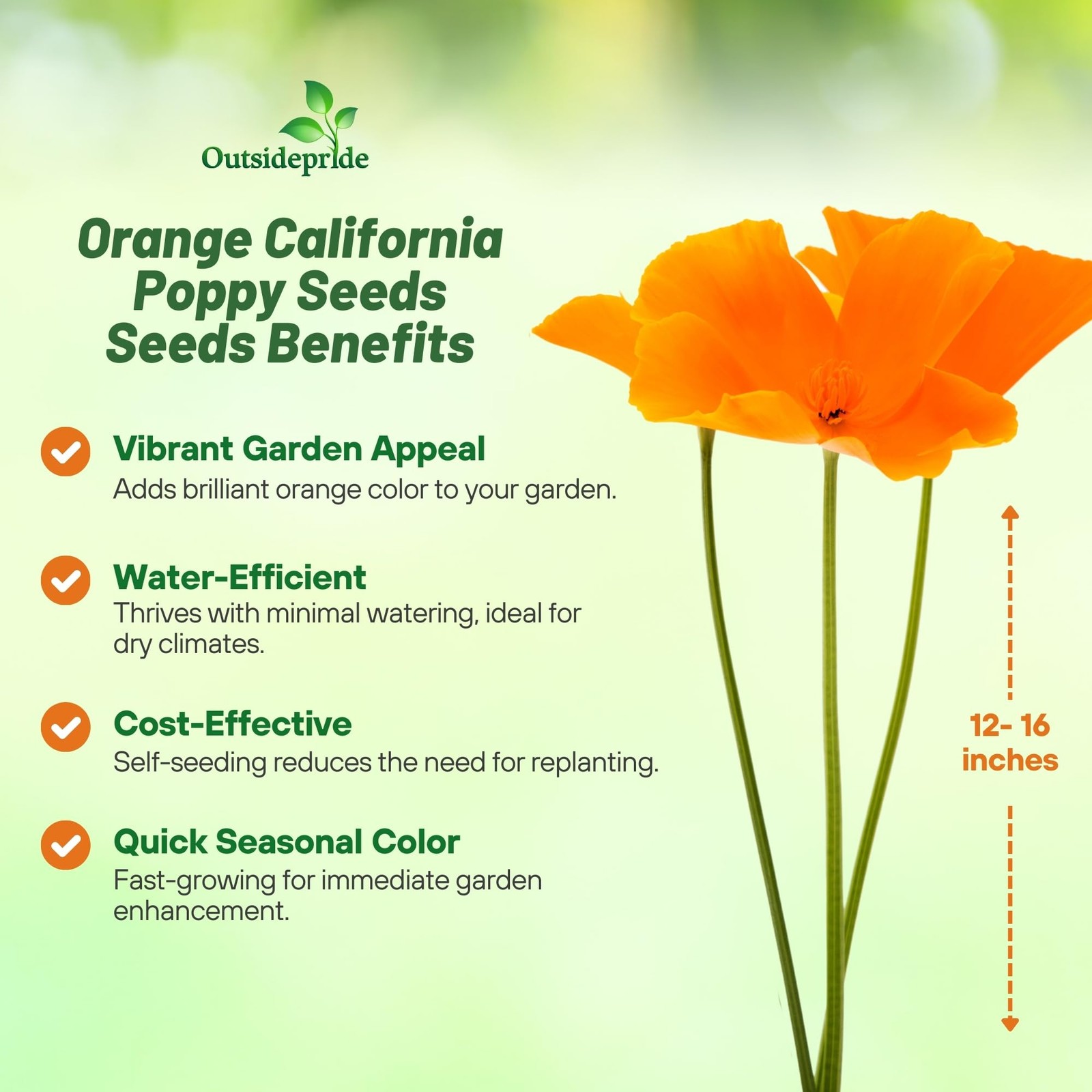 Eschscholzia Orange California Poppy Seeds 1 lb. Annual, Native, Drought Tol…