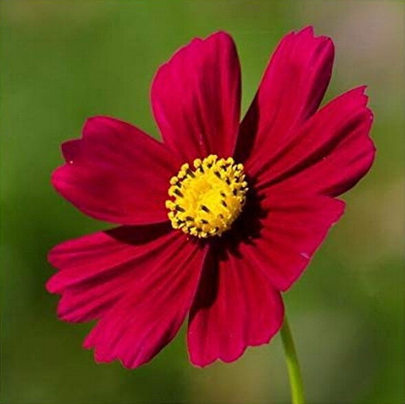 1000 Cosmos RED DAZZLER Flower Seeds – Attracts Bees Butterflies Birds