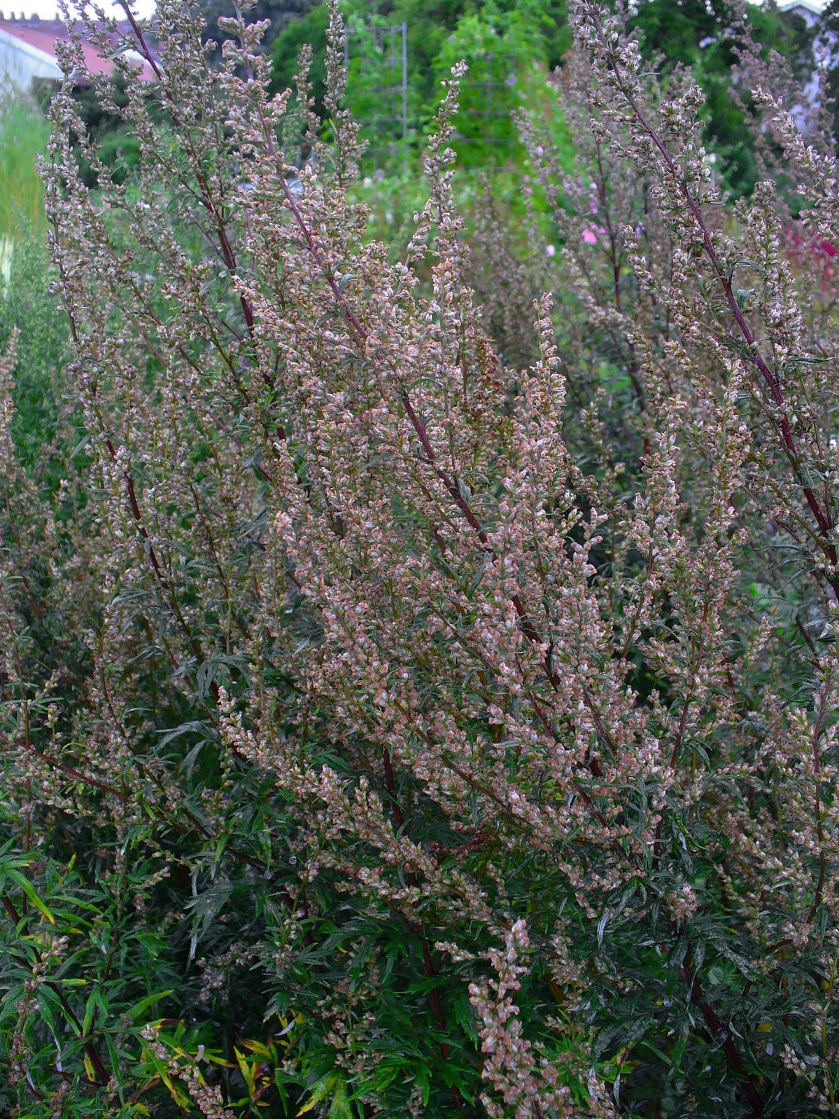 Mugwort Seeds – Artemisia vulgaris – Common Wormwood
