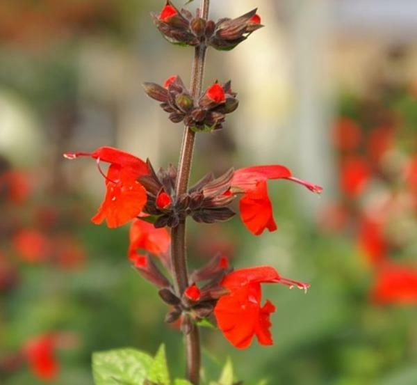 Salvia coccinea | Scarlet or Blood Sage | Hummingbird Salvia | 100 Seeds