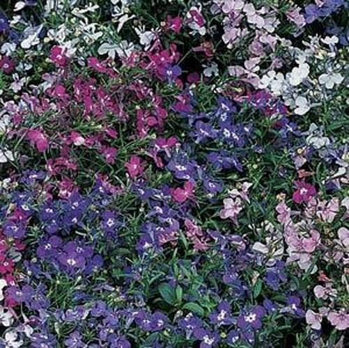 Lobelia Riviera – Mixed Nice Garden Flower By Seed Kingdom 1,500 Seeds