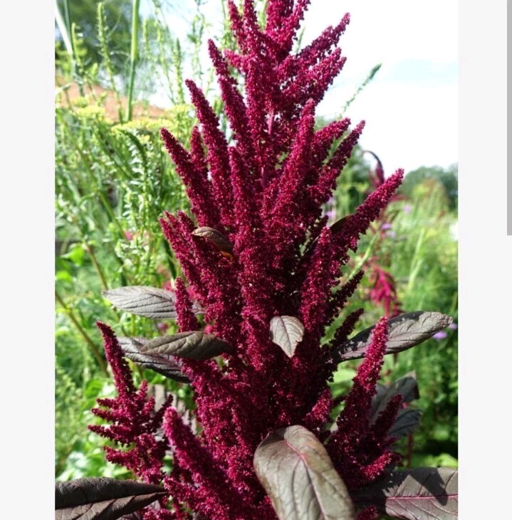 2000+ Lal Marish / Marish Shak Seeds / Red Garnet Amaranth Seeds, produced in US