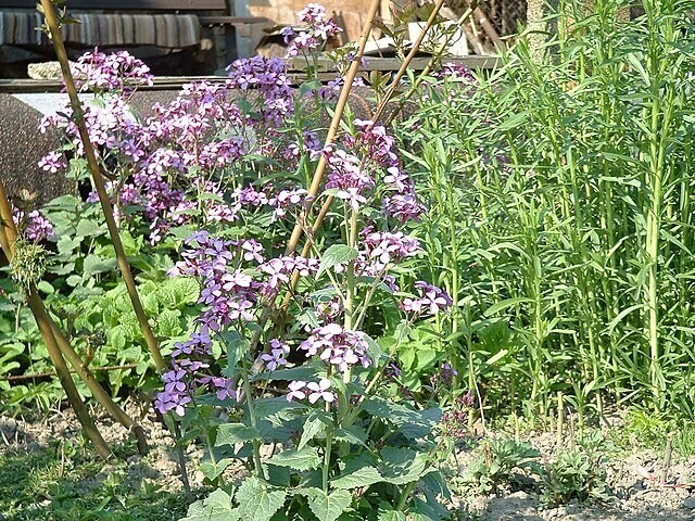 Lunaria annua | Money Plant | 25 Seeds
