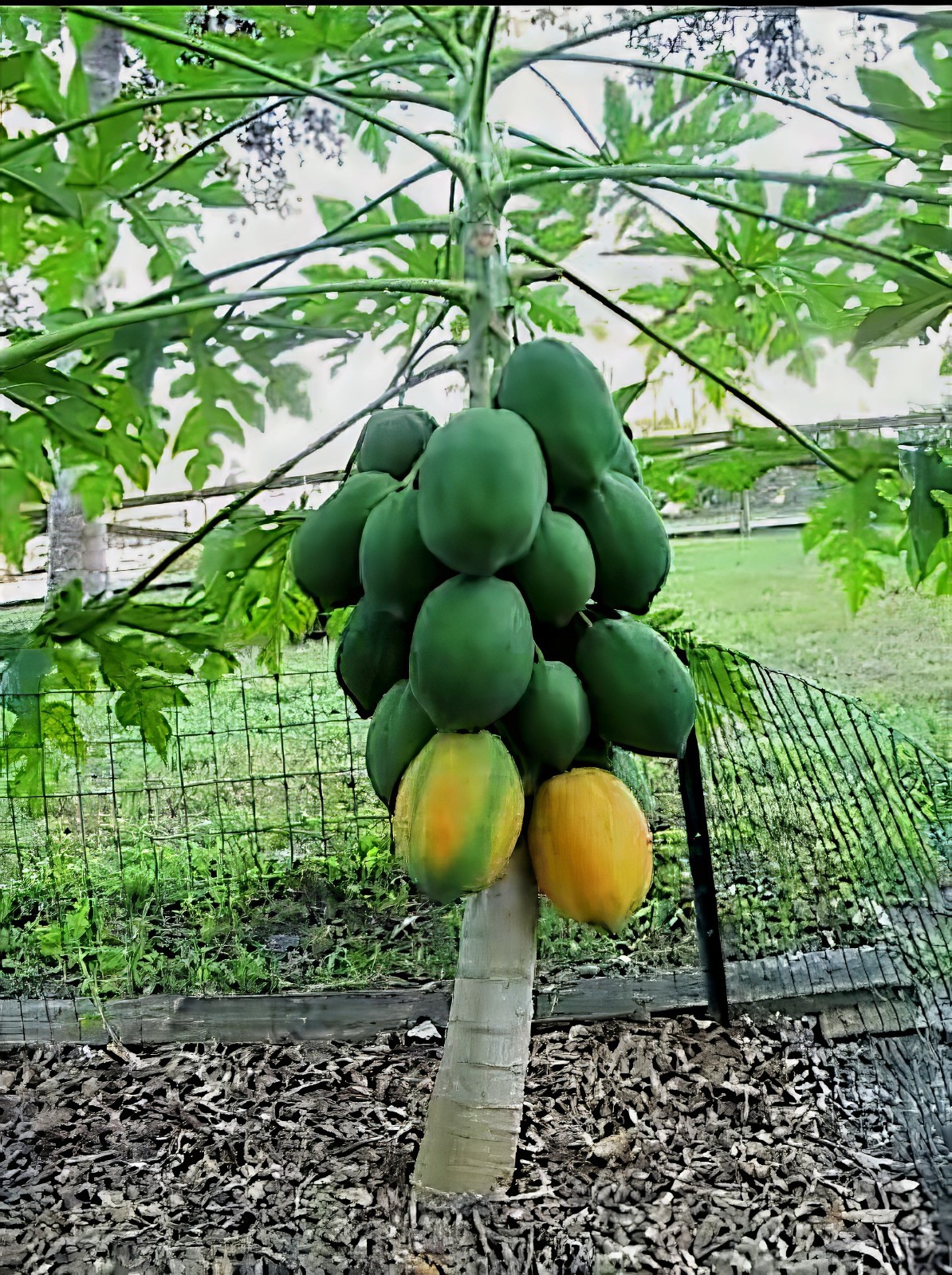20 “DWARF SOLO WAIMANALO TREE SEEDS” (Carica Papaya) Fast Fruit Houseplant