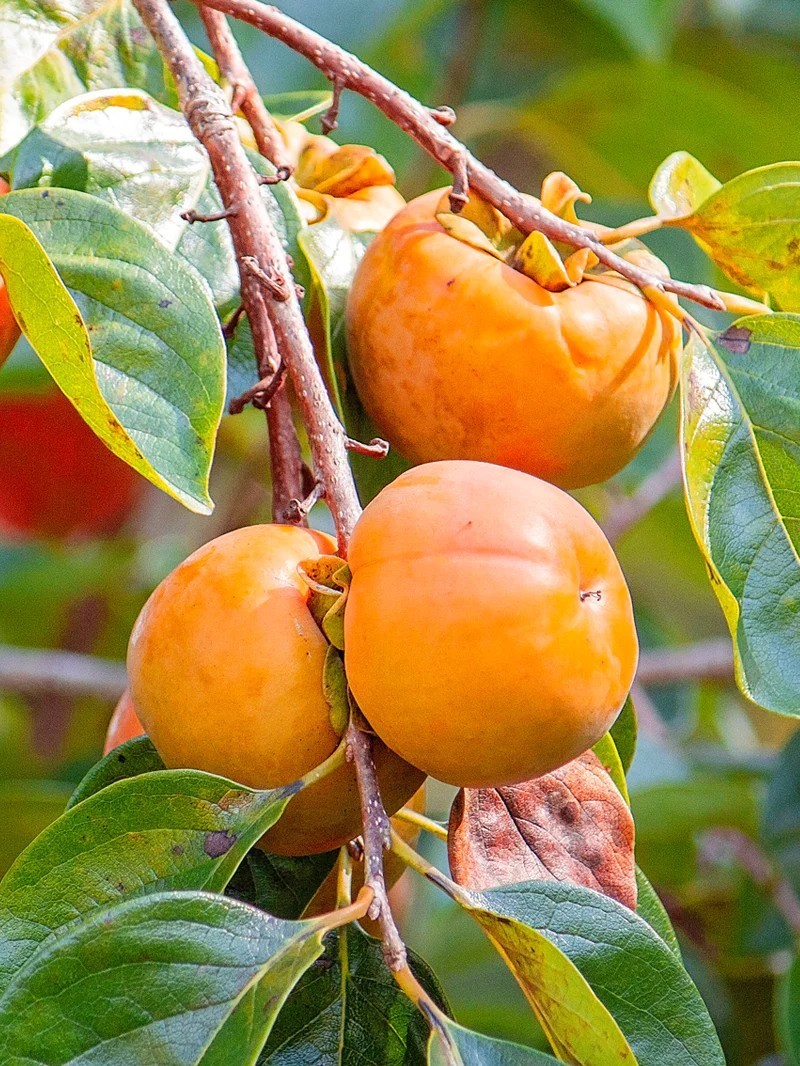 100 Pcs Japanese Persimmon Tree Seeds, Fuyu Persimmon Fruit Seed for Planting