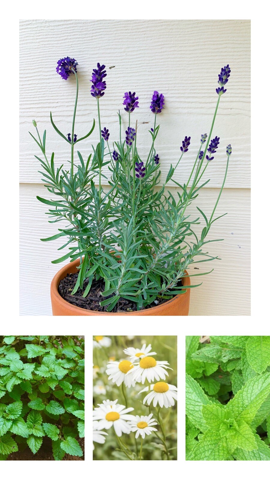 Herbal Tea Garden 🪴 Organic Peppermint Chamomile Lavender Lemon Balm Seeds