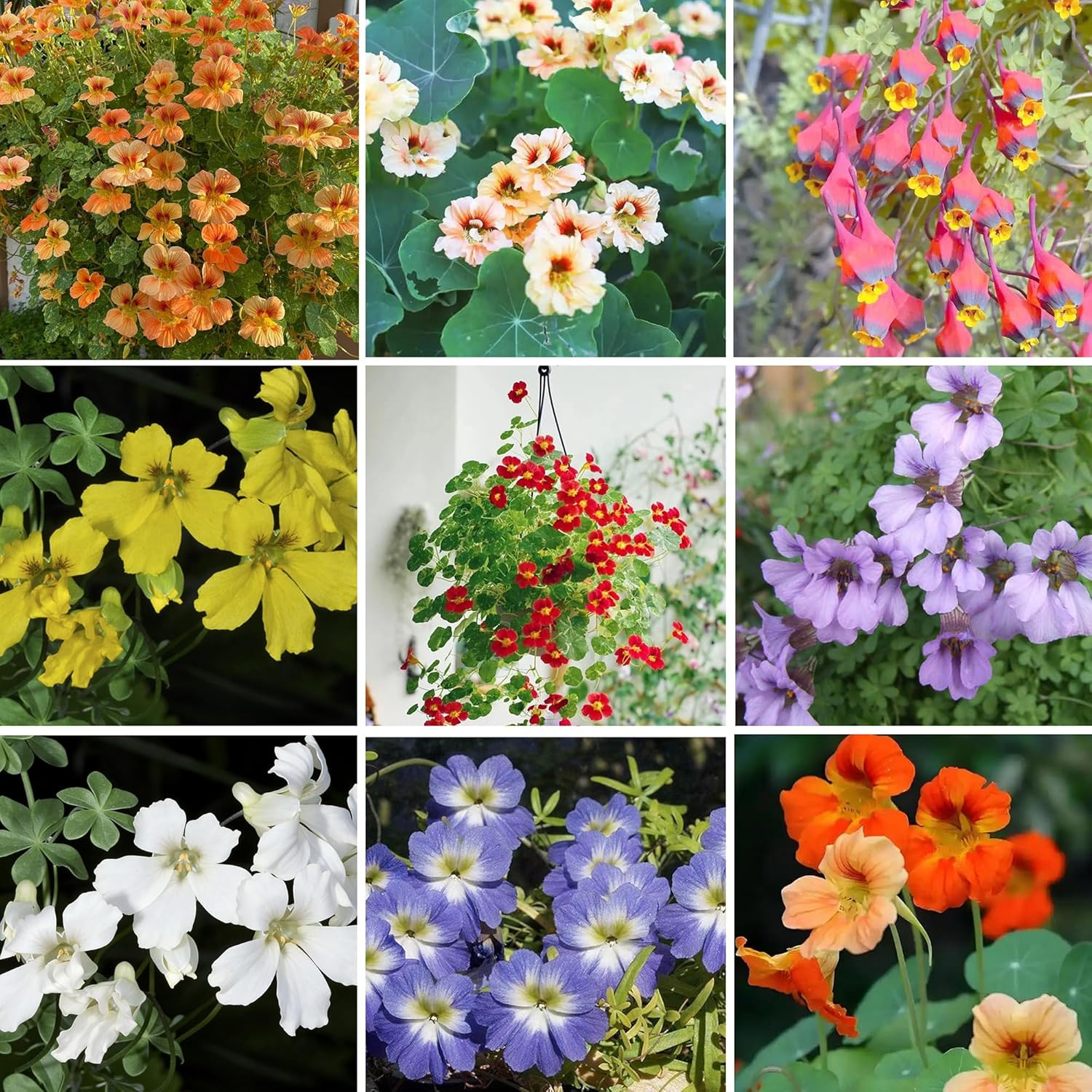Mixed Nasturtium Seeds for Planting, 300Pcs Rare Climbing Nasturtium Flower Seed