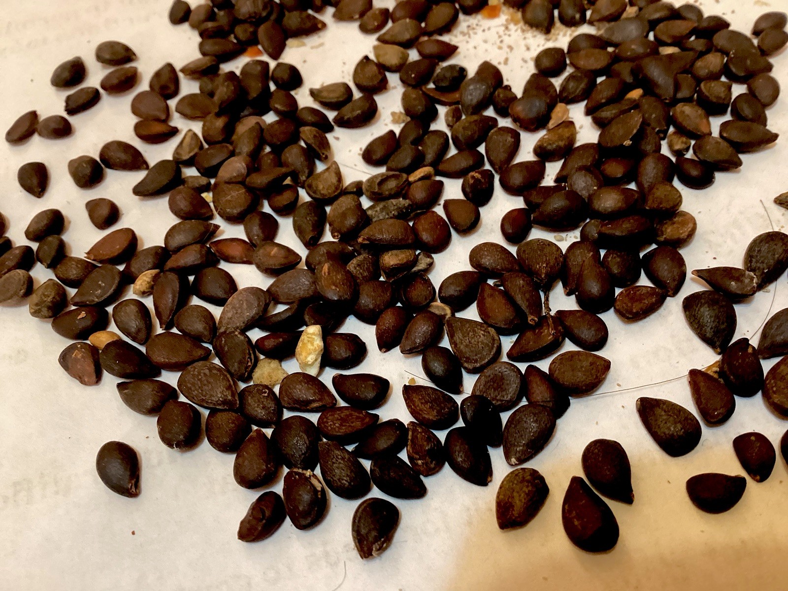 Dusky Pear Tree Seeds (PYRUS PHAEOCARPA) (Orange Pear)