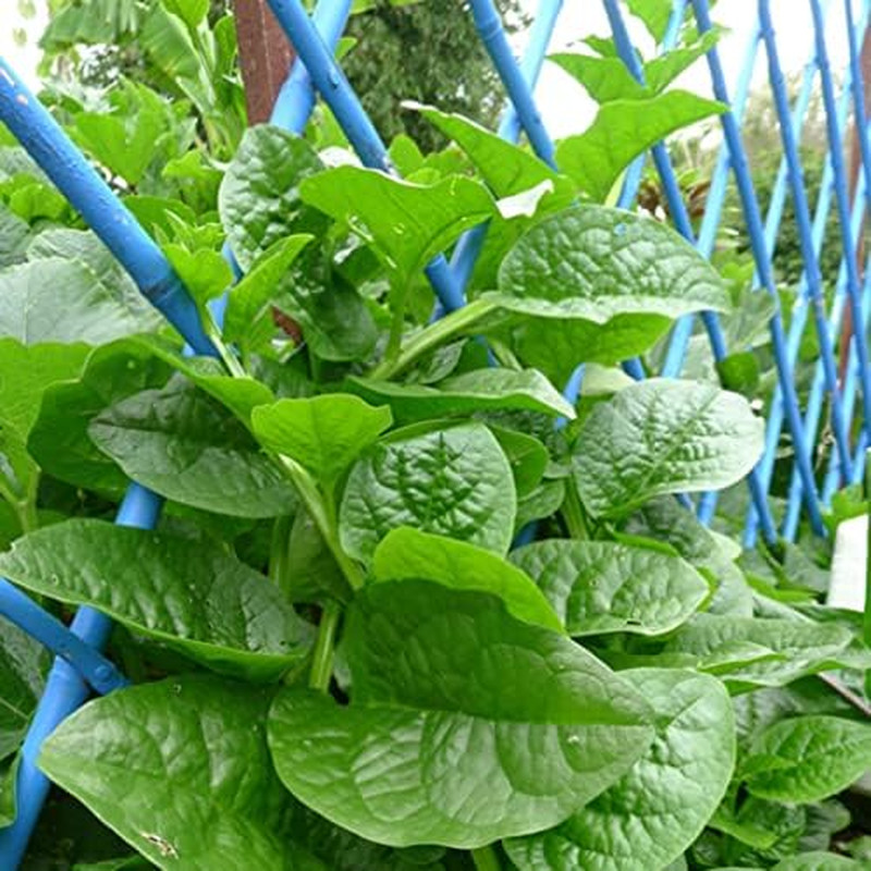200+ Malabar Spinach Seeds for Planting – Ceylon Spinach Rau Mong TOI Green Stem