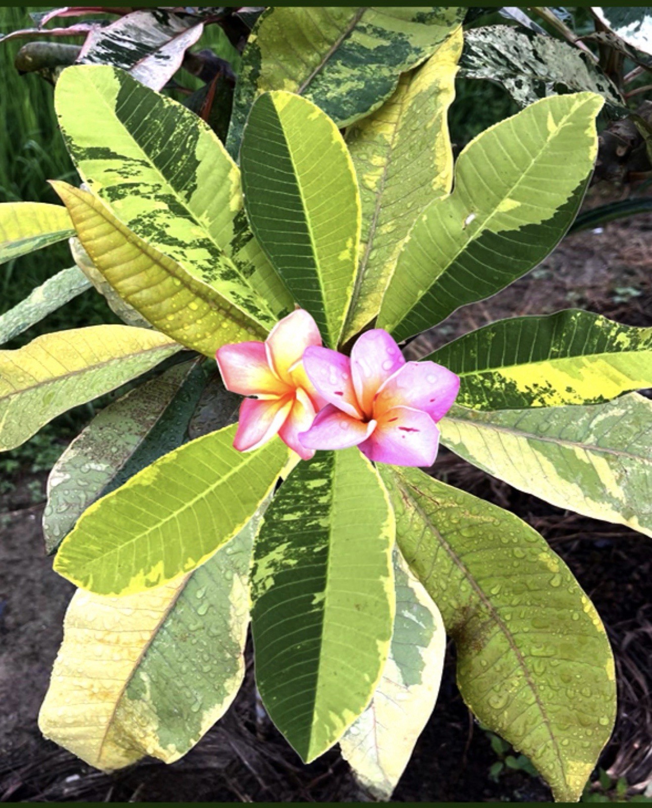 Golden Gem Variegated Plumeria Frangipani-Rooted & Grafted Plant-Read All Info!