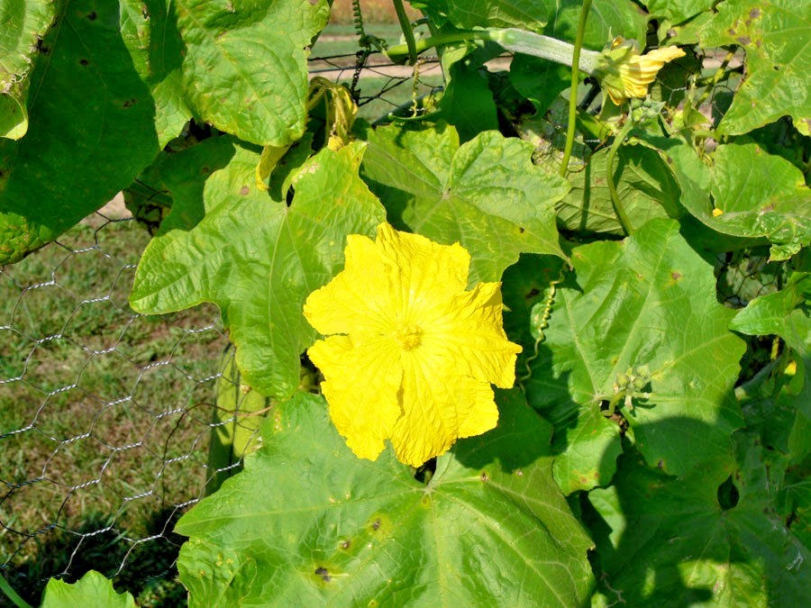 30+LUFFA SPONGE GOURD Seeds Loofah Loofa Lofa Heirloom Vine Garden Container