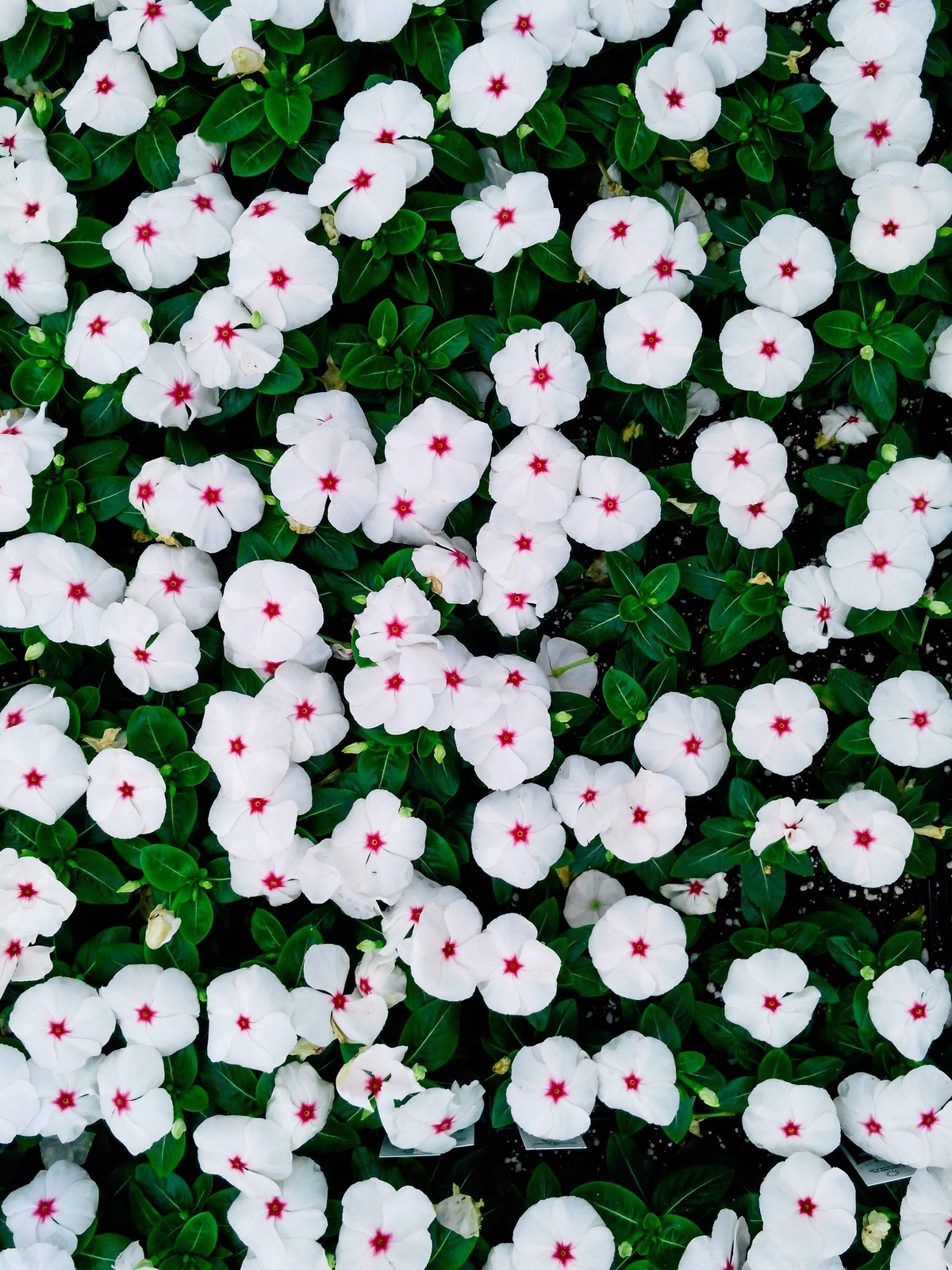 100 BRIGHT EYES PERIWINKLE Vinca Rosea Catharanthu Dwarf White Pink Flower Seeds
